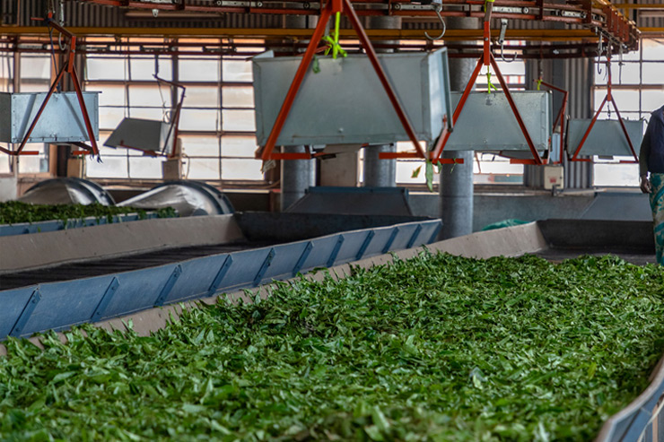 Fermentation process